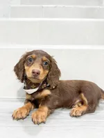dachshund 3, a male Miniature Dachshund for sale in New York City, NY – 5 of 6