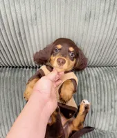 jacky, a male Miniature Dachshund for sale in New York City, NY – 5 of 7