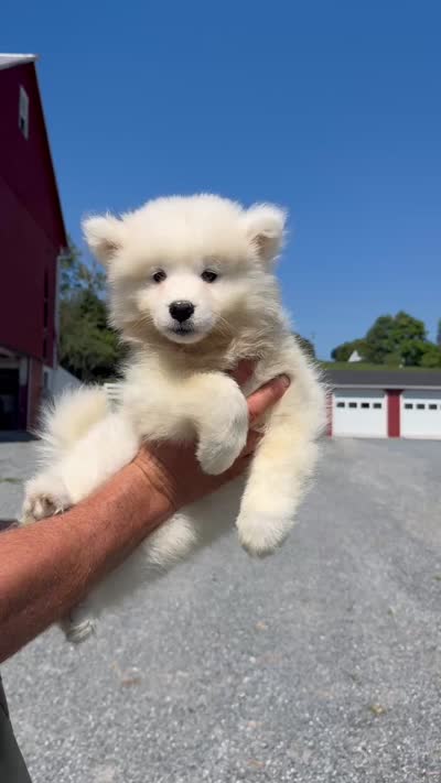 amy, a female Samoyed for sale in New York City, NY – 1 of 1
