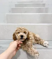 amy, a female Miniature Goldendoodle for sale in New York City, NY – Photo 3 of 9