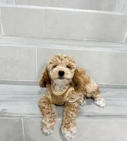 amy, a female Miniature Goldendoodle for sale in New York City, NY – Photo 6 of 9