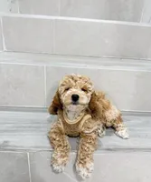 amy, a female Miniature Goldendoodle for sale in New York City, NY – Photo 5 of 9