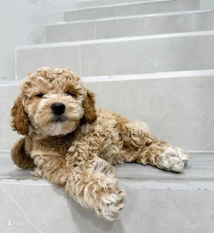 amy – Miniature Goldendoodle puppy for sale in New York City, NY