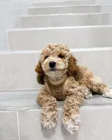 amy, a female Miniature Goldendoodle for sale in New York City, NY – Photo 4 of 9