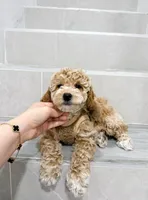 amy, a female Miniature Goldendoodle for sale in New York City, NY – Photo 7 of 9