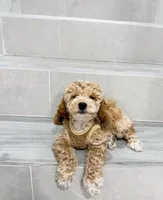 amy, a female Miniature Goldendoodle for sale in New York City, NY – Photo 8 of 9