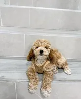 amy, a female Miniature Goldendoodle for sale in New York City, NY – Photo 9 of 9