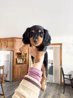 milo, a male Miniature Dachshund for sale in New York City, NY – Photo 5 of 9