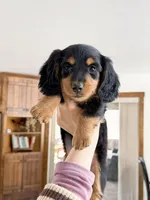 milo, a male Miniature Dachshund for sale in New York City, NY – Photo 8 of 9