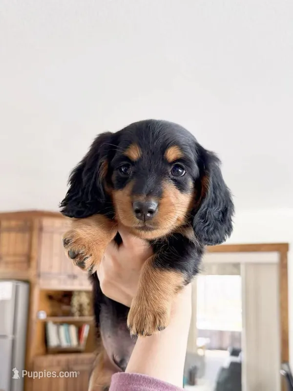 milo – Miniature Dachshund puppy for sale in New York City, NY