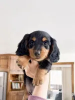 milo, a male Miniature Dachshund for sale in New York City, NY – Photo 1 of 9