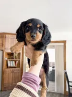 milo, a male Miniature Dachshund for sale in New York City, NY – Photo 2 of 9