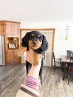 milo, a male Miniature Dachshund for sale in New York City, NY – Photo 9 of 9