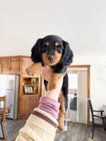 milo, a male Miniature Dachshund for sale in New York City, NY – Photo 3 of 9