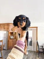 milo, a male Miniature Dachshund for sale in New York City, NY – Photo 4 of 9