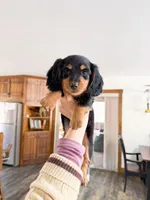 milo, a male Miniature Dachshund for sale in New York City, NY – Photo 6 of 9