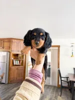 milo, a male Miniature Dachshund for sale in New York City, NY – Photo 7 of 9