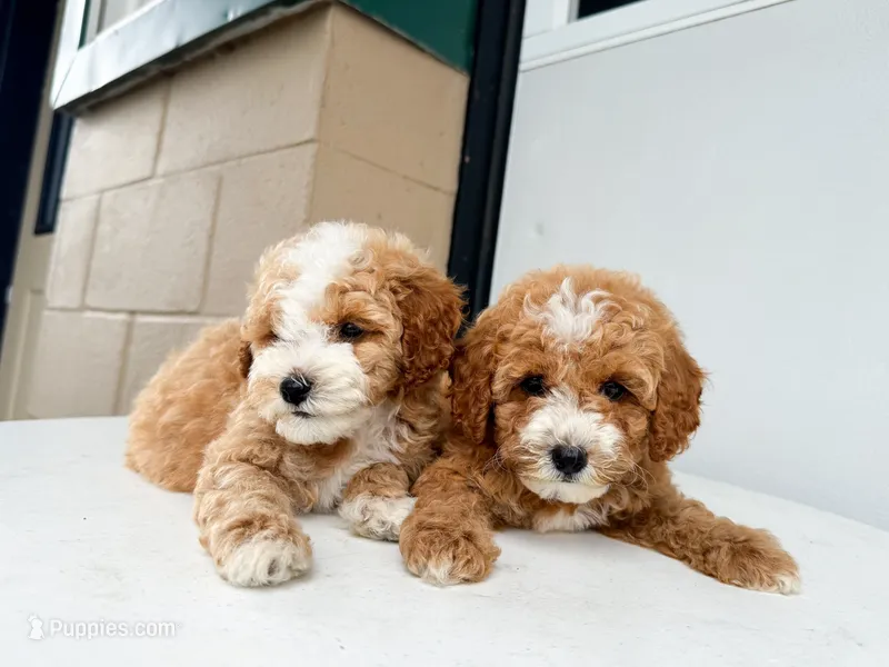 Vincent – Cavapoo puppy for sale in New York City, NY