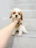 maggie, a female Cavapoo for sale in New York City, NY – 5 of 10