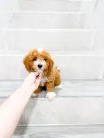jacky, a male Maltipoo for sale in New York City, NY – 3 of 10