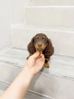 jerry, a male Miniature Dachshund for sale in New York City, NY – 2 of 4
