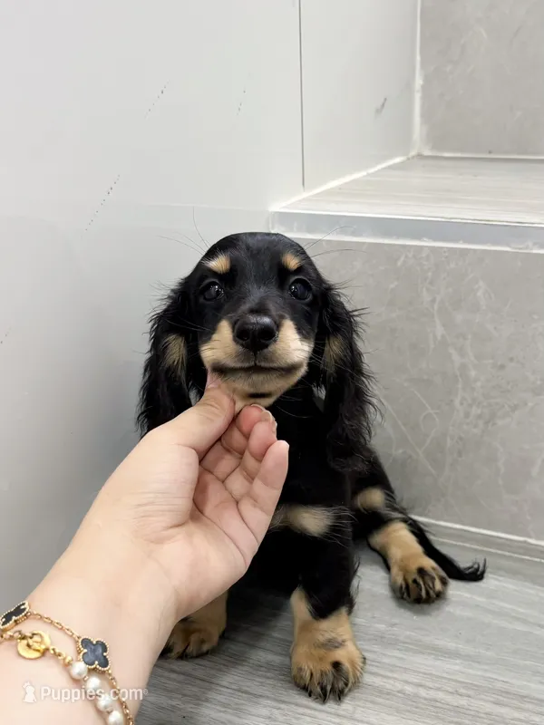 milk – Miniature Dachshund puppy for sale in New York City, NY