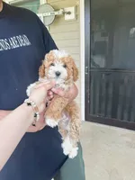 Vincent, a male Maltipoo for sale in New York City, NY – 3 of 3