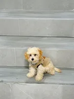 ann, a female Bichon Frise and Poodle - Toy  for sale in New York City, NY – 8 of 9