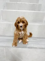 jason, a male Cavapoo for sale in New York City, NY – 10 of 10