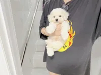 jerry, a male Bichon Frise for sale in New York City, NY – 5 of 7