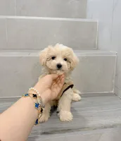 Vincent, a male Maltipoo for sale in New York City, NY – Photo 2 of 5