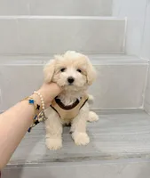 Vincent, a male Maltipoo for sale in New York City, NY – Photo 3 of 5