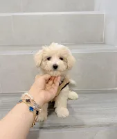 Vincent, a male Maltipoo for sale in New York City, NY – Photo 4 of 5