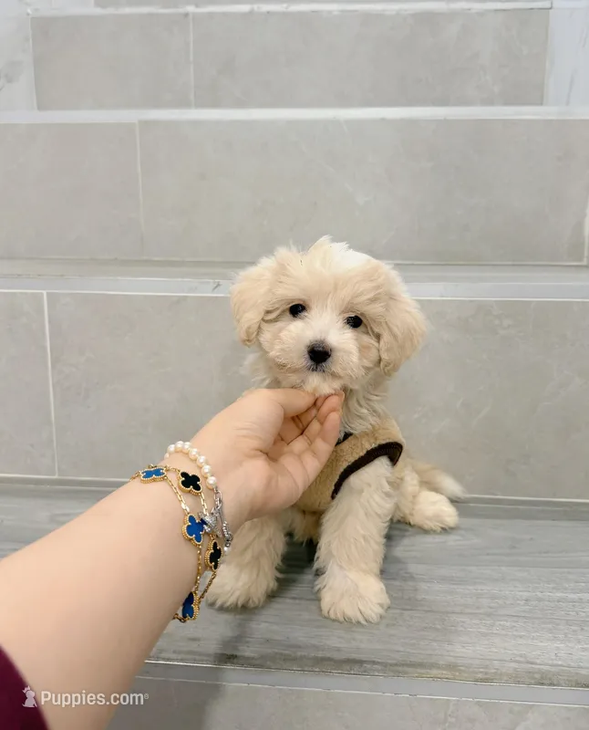Vincent – Maltipoo puppy for sale in New York City, NY