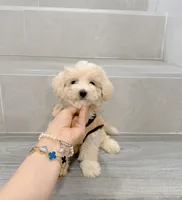 Vincent, a male Maltipoo for sale in New York City, NY – Photo 5 of 5