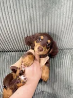 jacky, a male Miniature Dachshund for sale in New York City, NY – 7 of 7