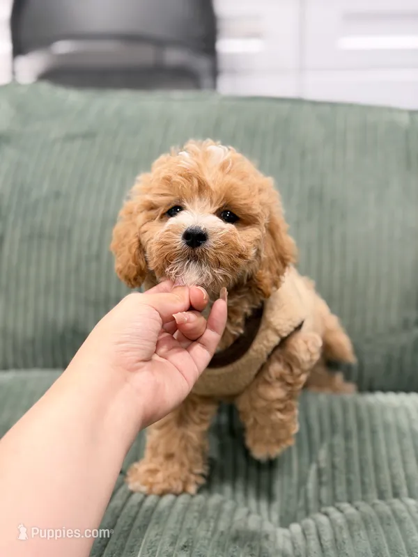 maggie – Maltipoo puppy for sale in New York City, NY