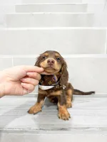 dachshund 3, a male Miniature Dachshund for sale in New York City, NY – 3 of 10