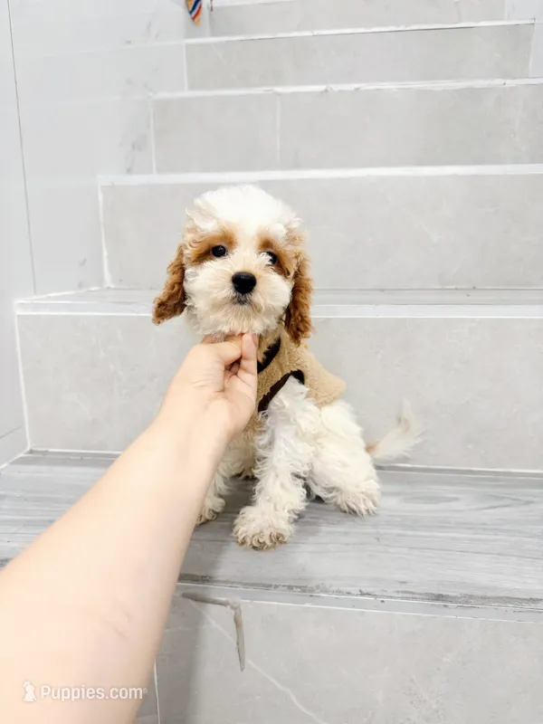 maggie – Cavapoo puppy for sale in New York City, NY