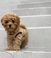 Jason, a male Maltipoo for sale in New York City, NY – 6 of 10