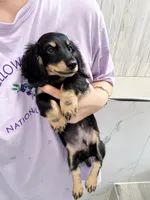 milk, a male Miniature Dachshund for sale in New York City, NY – 4 of 9