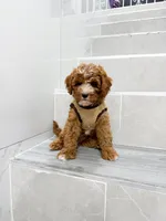 jack, a male Cavapoo for sale in New York City, NY – 5 of 10