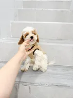mld, a female Cockapoo for sale in New York City, NY – 5 of 10