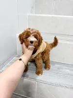 jack, a male Cavapoo for sale in New York City, NY – 1 of 10