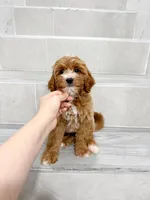 jason, a male Cavapoo for sale in New York City, NY – 7 of 10