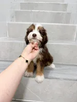 Vincent, a male Miniature Aussiedoodle for sale in New York City, NY – 2 of 4