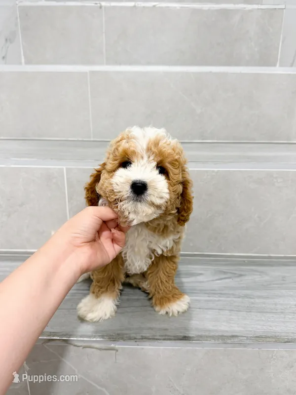 Vincent – Maltipoo puppy for sale in New York City, NY