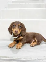 dachshund 3, a male Miniature Dachshund for sale in New York City, NY – 4 of 6