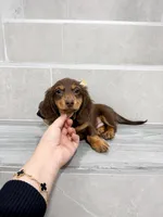 dachshund 4, a male Miniature Dachshund for sale in New York City, NY – 9 of 10