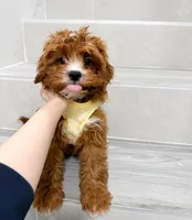 john, a male Cockapoo for sale in New York City, NY – Photo 7 of 8